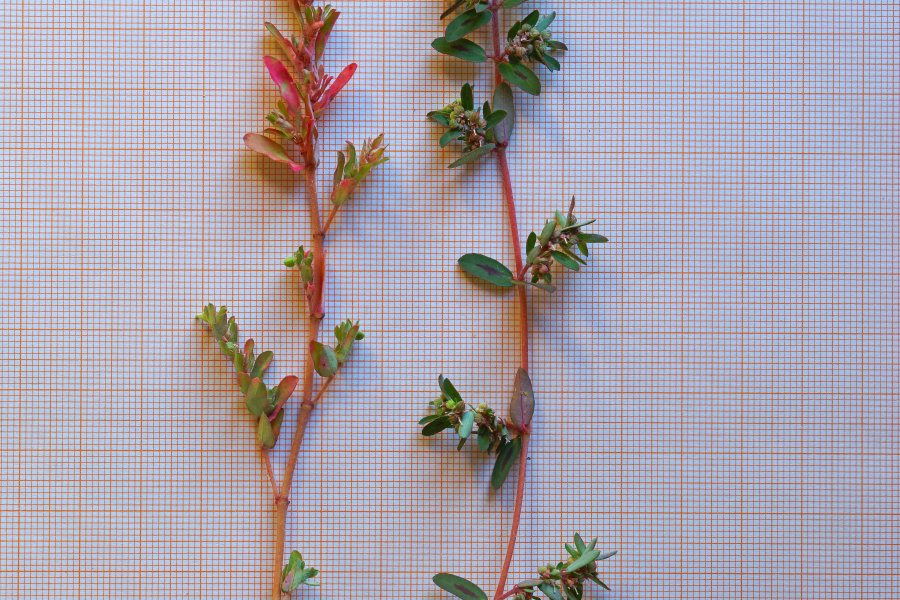 Euphorbia (=Chamaesyce) maculata / Euphorbia macchiata